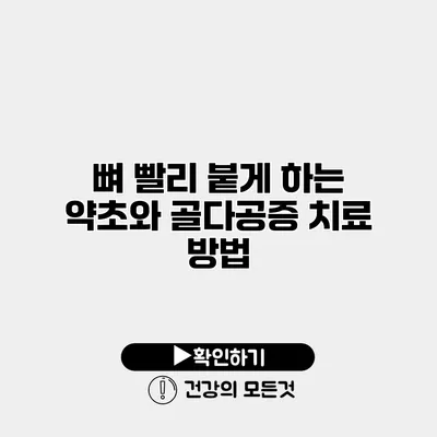 뼈 빨리 붙게 하는 약초와 골다공증 치료 방법